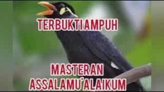 Masteran beo asalamualaikum ampuh