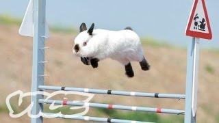 うさぎピョンピョン大会 - Cute Bunny Jumping Competition!