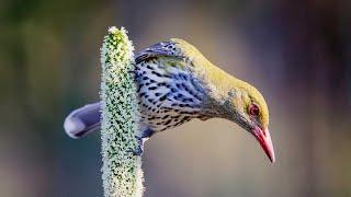 Bush birds of Australia Part2