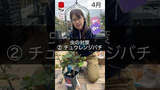 虫の対策②チュウレンジバチ　#相原バラ園 #バラ #バラ園 #バラ栽培