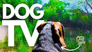 GoPro DogTV | 7hrs Of Relaxing Virtual Woodland Walks With Relaxing Music  Dog POV