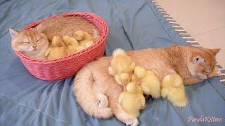 Spread love and warmth to everyone- Daily life of kittens and ducklings