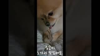 #animal #cute #dog #puppy #강아지 #강아지영상 #심쿵 #심쿵이 #포메라니안 #funny