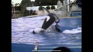 Orca Attack Of John Sillick