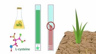 Proline - The Key to How Yield Plus Protects & Enhances ALL Plants.