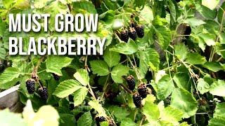 The Columbia Star Blackberry Bush: An Upgrade to the Marionberry? You Decide