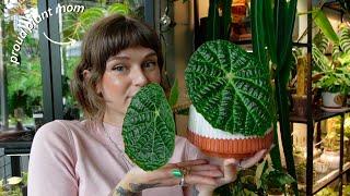 top 12 current favourite houseplants  philodendron, begonia, alocasia, & more!