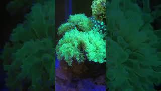 Green frogspawn coral #aquarium #marineaquarium #reef #reeftank #coralreeftank #shortvideo #fyp