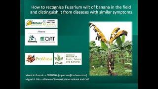 Recognizing the symptoms of Fusarium wilt of banana