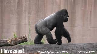 Philadelphia Zoo Gorilla Kuchimba Shows Off His Physique