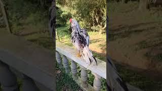 Galo pintado neto do bico torto, Elegante da Rd!