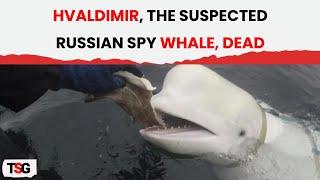 Russian Spy Whale Hvaldimir Discovered Dead; Cause Unknown