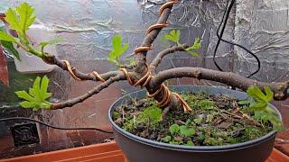 How to Bonsai a Fig Tree with Gizzy, Update