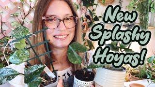 New Splashy Hoyas in My Collection | Plus The Pink Trellis Shop Update