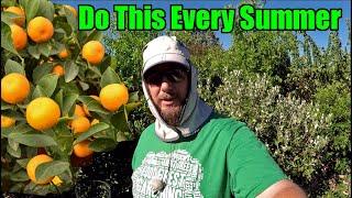 Do This Every Summer To Your Citrus Trees To Maximize Tree Health & Fruit Set