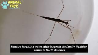 The Brown water scorpion |Animal Facts