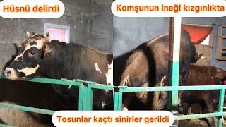 İnek kızgınlığa geldi/Tosun ile çiftleştirdik(Tosunlar kaçtı)