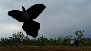 Viral Layangan Big size 9 Meter!! Layangan Burung