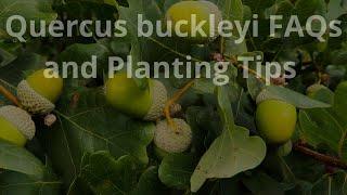 Quercus buckleyi FAQs and Planting Tips