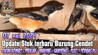 Update Stok terbaru Burung Cendet - Cucak kombo - Prenjak - Manyar - Samyong - Pleci - Podang dll