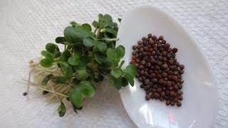 How To Grow Broccoli Sprouts/Microgreens - Two Easy Sprouting Methods