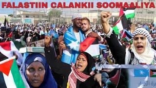 ALAAHU AKBAR SHACABKII FALASTIIN CALANKA BALUUGA SOMALIA QAATEEN KU. FAANEEN AMAAN KALA SOOMAALIDA