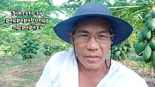 Mababang papaya... hitik sa bunga... may sikreto ba? || By:Tata Johnny's TV || Vlog # 9