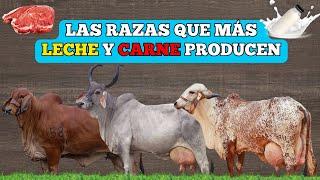 Brahman, Gyir y Guzerát: Las razas que más leche y carne producen