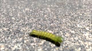 Caterpillar Shake