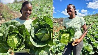 Jamaican Woman Dominating Farming: Breaking Stereotype