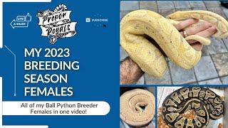 My 2023 Season Ball Python Female breeders!  - All of them in one video!