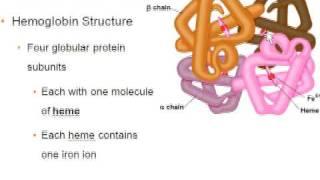 Hemoglobin Structure.avi