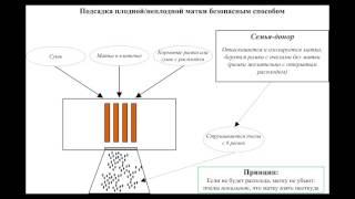 100% метод подсадки  матки (схема)