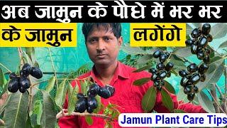 अब जामुन के पौधे में भर भर के जामुन लगेंगे | Jamun Plant Care Tips | Jamun Tree Fertilizer | Plant