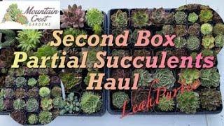 Mountain Crest Garden Sempervivum Heuffelii Tray || Second Box Succulents Haul #mylittlejungle