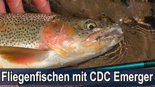 Fliegenfischen auf Sicht mit einem CDC Emerger / Sight Fishing - CDC Emerger / LIVE BISS