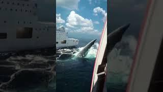 #Atlantic ocean#shark#boats  #trending #viral news