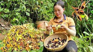 Harvest Exotic fruits (The Rarest in Vietnam) to sell at the market - Taking care of Chickens, Ducks