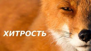 Что такое хитрость. Попов Михаил Васильевич