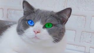 Pertty eyes cat-Cute and Funny Cat Videos Compilation #03