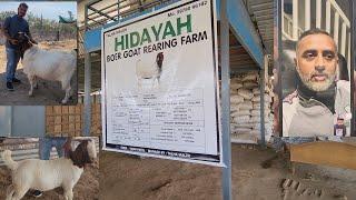 Biggest Boer Goat Farm Gujarat | Hidayah Boer Goat Rearing Farm | Reason To Keep Boer Goats.