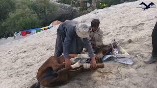 Horseshoe fitting // Horses of Pakistan // K2 Expedition // Mountain life // Karakoram Eagles //