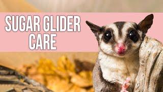 Sugar Glider Care for Beginners