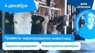 Новости за 5 минут: перенос маркировки, правила маркирования животных и мораторий на проверки