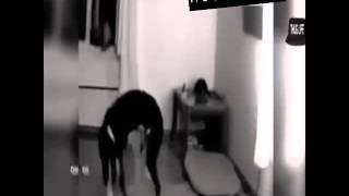 Hund schmeisst sein Herrchen aus dem Fenster [higshumor 2015]