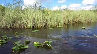 Miami - Fahrt mit dem Propellerboot in den Everglades  - AIDA Ausflug