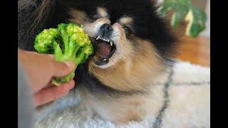 Dog Reacts To Broccoli | Pomeranian Hates Broccoli