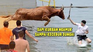 SAPI & PANITIA KURBAN KECEBUR SUNGAI.! KUMPULAN VIDEO SAPI KURBAN N94MUK SAAT MAU DIP0T0NG