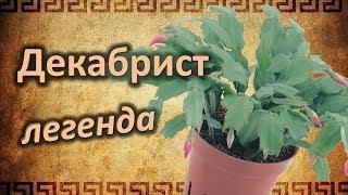 Легенда о цветке Шлюмбергера или Декабрист.