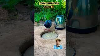 TEMPAT TELEPORTASI BURUNG⁉️ #birds #easytrap #pigeon #peacock #uniquetrap #animals #birdtrap